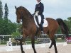 dressage horse Von Primaire (KWPN (Royal Dutch Sporthorse), 2002, from Don Primaire)