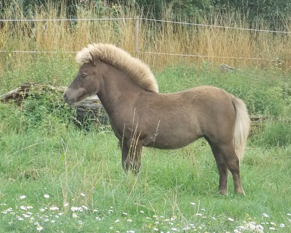 Pferd Olivia vom Rindergraben (Shetland Pony, 2015, von Zero von Salza)