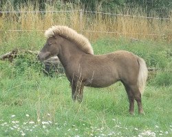 horse Olivia vom Rindergraben (Shetland Pony, 2015, from Zero von Salza)