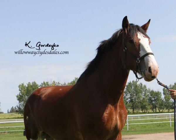 horse Willow Way Rockwell (Clydesdale, 2017, from Willow Way Kelso)