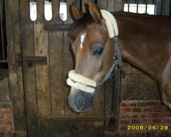 dressage horse Sunny (German Riding Pony, 1993, from Mac Benedict)