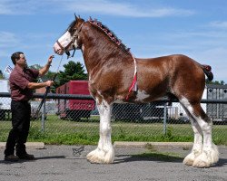 stallion Covered Bridge Zeus (Clydesdale, 2014, from 2S Explorer's Sensational Impact)