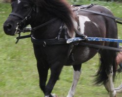 dressage horse Ole (Shetland Pony, 2007, from Orpheus)