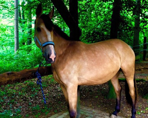 Zuchtstute Velvet Lady (Deutsches Reitpferd, 2012, von Rajko)