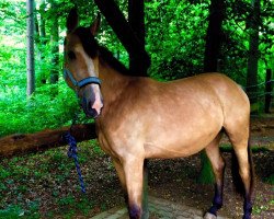 broodmare Velvet Lady (German Warmblood, 2012, from Rajko)