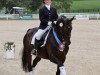 dressage horse Fling (Westphalian, 2000, from Florestan I)