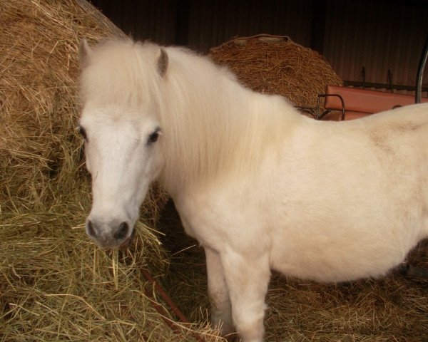 horse Polly (Shetland Pony, 1992, from Polier A 242)