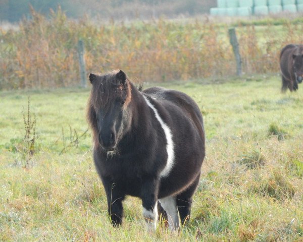 broodmare Katrein vom Stepenitztal (Shetland Pony, 1998, from Kenni)