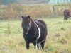 broodmare Katrein vom Stepenitztal (Shetland Pony, 1998, from Kenni)