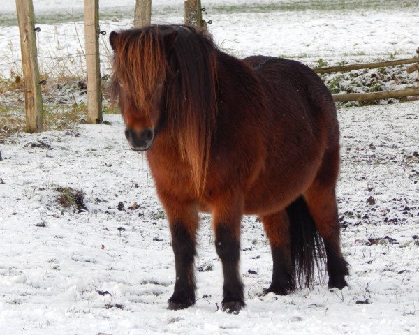 broodmare Soraya (Shetland Pony, 2007, from Axel II)