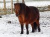 broodmare Soraya (Shetland Pony, 2007, from Axel II)