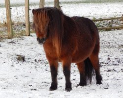 Zuchtstute Soraya (Shetland Pony, 2007, von Axel II)