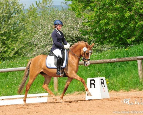 broodmare Daiquiri 95 (German Riding Pony, 2009, from FS Don't Worry)