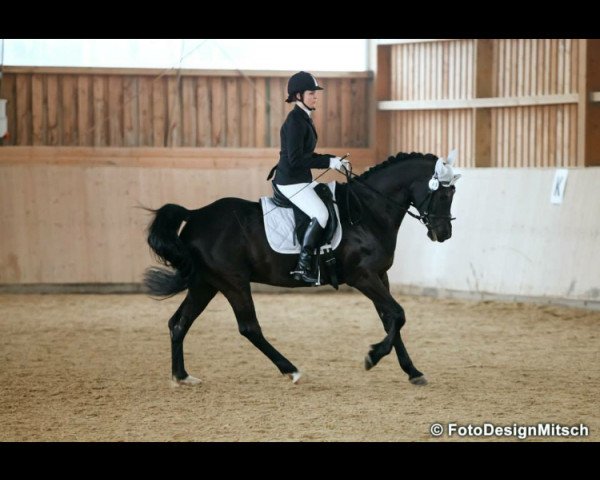 horse Sharik Ibn Sheik Mandu ox (Arabian thoroughbred, 2003, from Sheik Mandu 1996 ox)