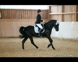 horse Sharik Ibn Sheik Mandu ox (Arabian thoroughbred, 2003, from Sheik Mandu 1996 ox)