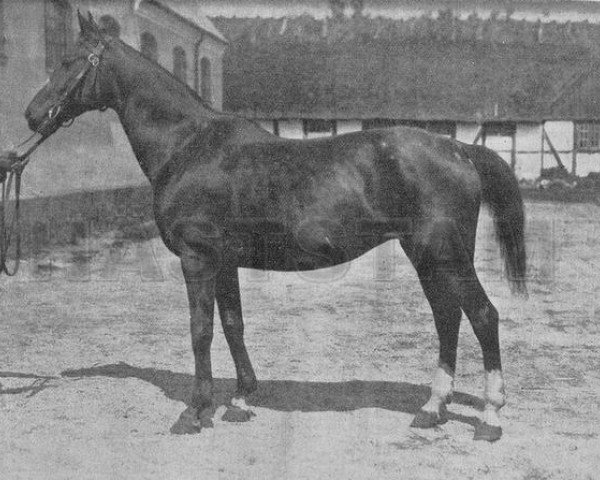 Zuchtstute Sortie (28) (Schwedisches Warmblut, 1910, von Varius)