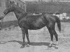 broodmare Sortie (28) (Swedish Warmblood, 1910, from Varius)