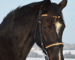 broodmare Conola E (Swedish Warmblood, 2001, from Come Fast xx)