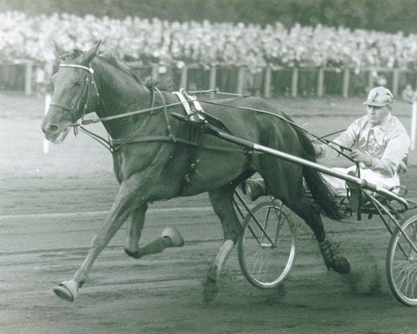 horse Theo Messidor (NL) (Traber, 1952, from Messidor)