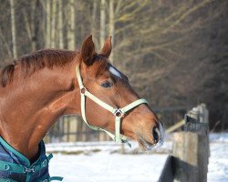 dressage horse Fernando 683 (Bavarian, 2008, from Flavio)