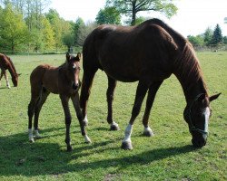 broodmare Elvita (Oldenburg, 1994, from Silvio I)