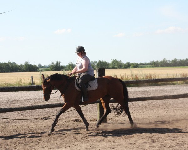 Zuchtstute Lady 2273 (Deutsches Reitpferd, 2009, von Aljano)