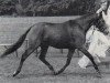 Zuchtstute Perfection's Marit (New-Forest-Pony,  , von Silverlea Golden Guinea)