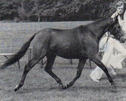 Zuchtstute Perfection's Marit (New-Forest-Pony,  , von Silverlea Golden Guinea)