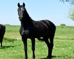 dressage horse Schneeball (Oldenburg, 2012, from So What a Feeling)