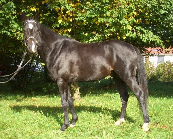 Pferd Bernad' Pinot (Deutsches Reitpony, 2002, von Bayus)