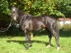 horse Bernad' Pinot (German Riding Pony, 2002, from Bayus)