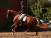 dressage horse Beau Geste S (Hanoverian, 2011, from Belstaff)