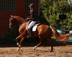 dressage horse Beau Geste S (Hanoverian, 2011, from Belstaff)