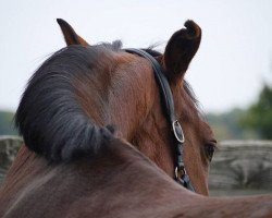 broodmare Royal Zetta (Holsteiner, 2001, from Acorado I)