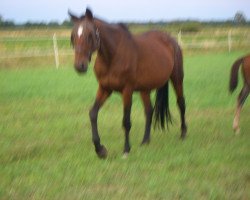 broodmare Edwina (Hanoverian, 1990, from Exquisit)