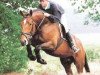 stallion Bamaco Louvo (Selle Français, 1989, from Grand Veneur)