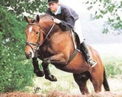 stallion Bamaco Louvo (Selle Français, 1989, from Grand Veneur)