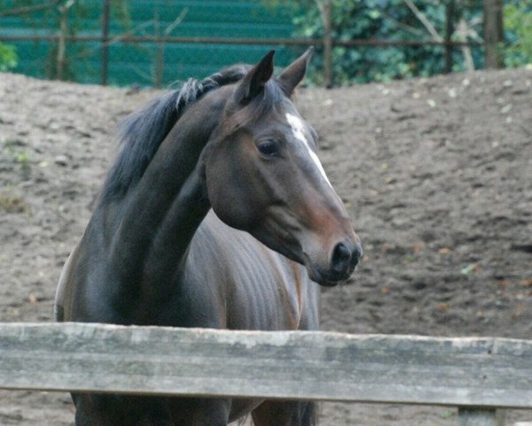 horse Eloise P (KWPN (Royal Dutch Sporthorse), 2009, from Marlon)