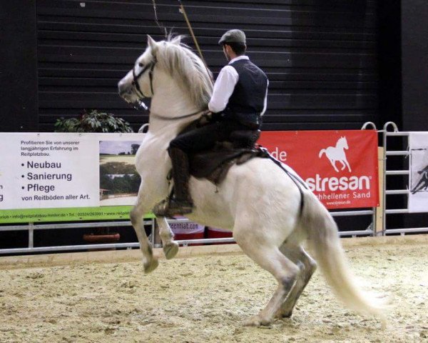 stallion Ufano des Iscles (Camargue horse, 2008, from Palunie de Gageron)