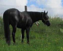 Deckhengst Solo 'N Kid (Quarter Horse, 2007, von As smart as Charley)