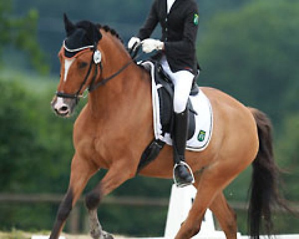dressage horse Dylight 2 (German Riding Pony, 2003, from Donchester)
