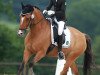 dressage horse Dylight 2 (German Riding Pony, 2003, from Donchester)