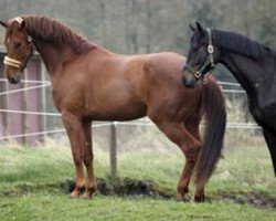 Dressurpferd Kleppenhus Donizetti (Dänisches Warmblut, 2007, von Don Schufro)