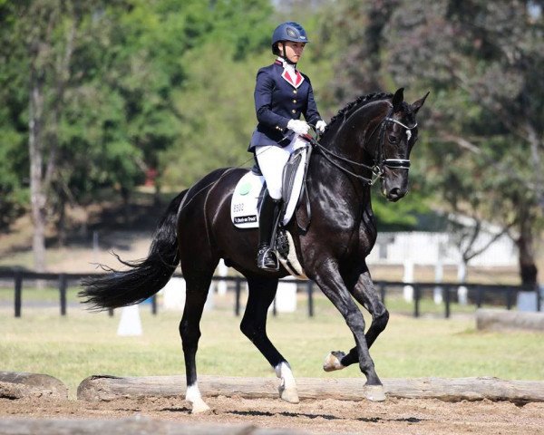 dressage horse Kleppenhus Seabiscuit (Danish Warmblood, 2004, from Sandro Hit)