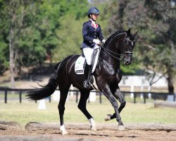 dressage horse Kleppenhus Seabiscuit (Danish Warmblood, 2004, from Sandro Hit)