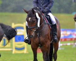 jumper Flying Luna (Hessian Warmblood, 2006, from Fly High)