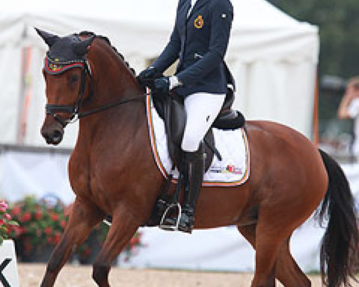 dressage horse Orchid's Syria (Dutch Pony, 2008, from Kanshebber)