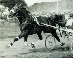 Deckhengst Hairos II (FR) (Französischer Traber, 1951, von Kairos (FR))