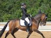 horse Mastwood Donaldson (New Forest Pony, 2003, from Mastwood Pepperson)