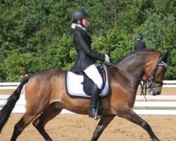 horse Mastwood Donaldson (New Forest Pony, 2003, from Mastwood Pepperson)